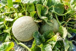 cantaloupe in the field