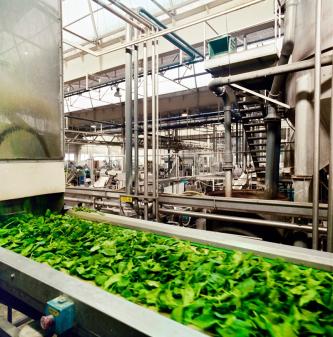 spinach processing factory