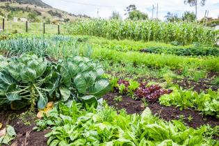 diversified vegetable field