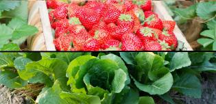 strawberries and romaine lettuce