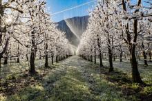 water being sprayed on fruit trees as frost protection